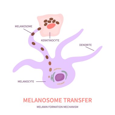 Melanosome transfer to keratinocytes scheme. Melanocyte cell biology and skin pigmentation diagram. Melanin pigment production and distribution process. Vector illustration. clipart
