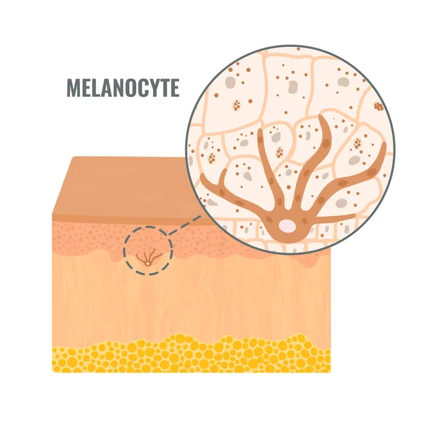 Melanosit hücre biyolojisi ve deri rengi pigmentasyon diyagramı. Melanin pigmenti üretim ve dağıtım süreci. Epidermis kesitinde Keratinosit 'e Melanosom transferi. Vektör illüstrasyonu. 
