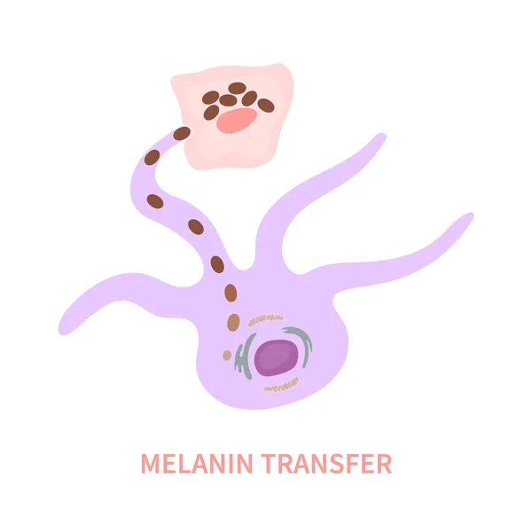 Melanosome Transfer Keratinocytes Scheme Melanocyte Cell Biology Skin Pigmentation Diagram — Stock Vector