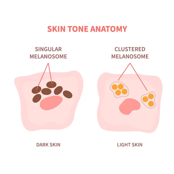 Singular Clustered Melanosomes Keratinocyte Cells Dark Light Skin Melanin Pigment — Stock Vector