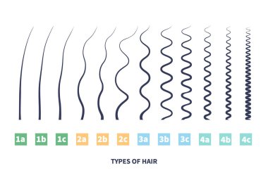 Düz, dalgalı, kıvırcık, kıvırcık saçlı sınıflandırma sistemi. Ayrıntılı saç büyütme grafiği. Sağlık ve güzellik konsepti. Vektör illüstrasyonu.