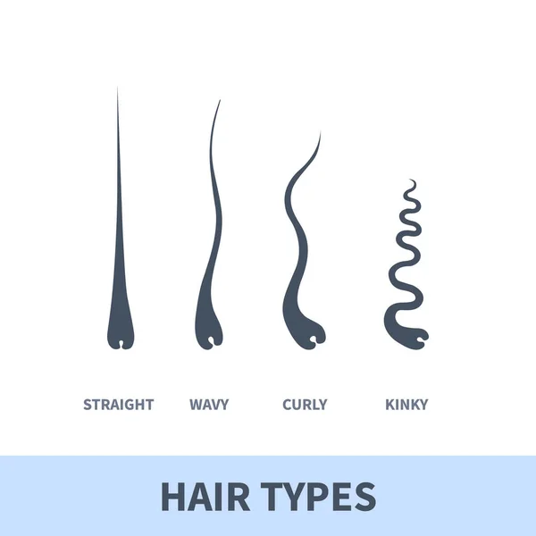 Straight Wavy Curly Kinky Hair Types Classification System Set Detailed — Stock Vector