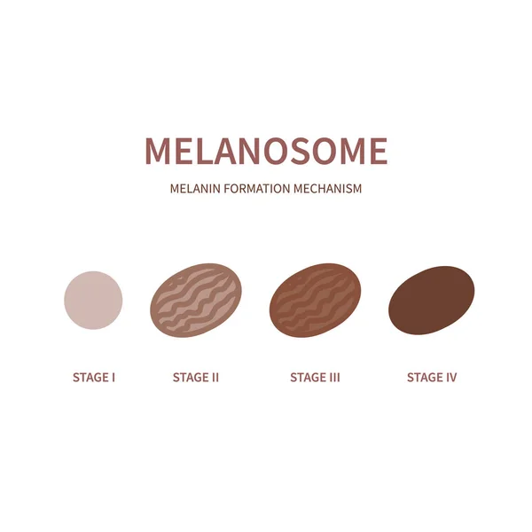 Melanin Synthesis Process Stages Melanosome Organelles Maturation Scheme Melanogenesis Diagram — Stock Vector