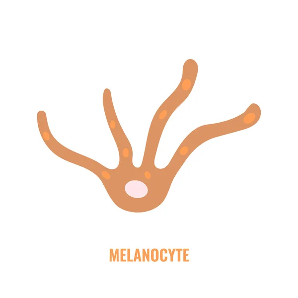 Melanocyte Cell Biology Skin Tone Pigmentation Diagram Melanin Pigment Production — 스톡 벡터