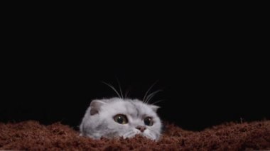 İskoç bir kedinin kafası topraktan çıkar ve kaybolur.