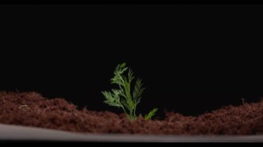 Dil toprakta filizlenir