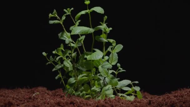 Peppermint sprouts through the soil — Stockvideo