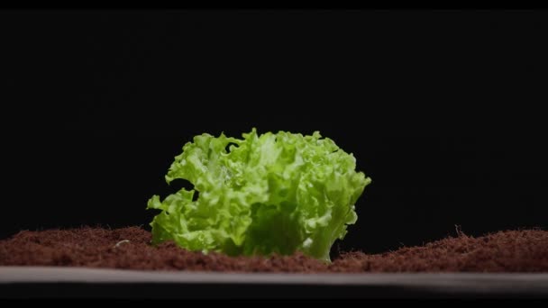 Salladsblad gror genom jorden — Stockvideo
