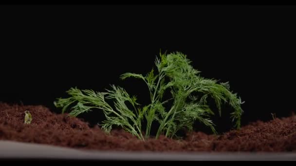 흙 속에서 콩나물을 삶는다 — 비디오