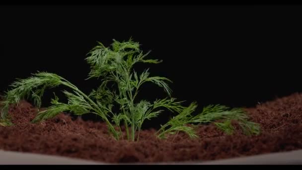 土の中で芽を出す — ストック動画