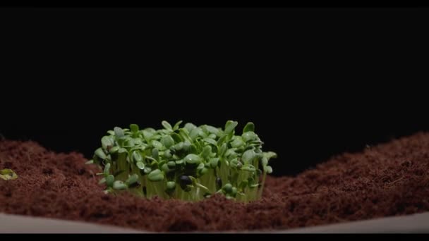 Mikrogröna växter växer genom jorden — Stockvideo