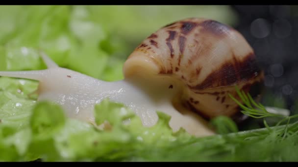 Ślimak akhata czołgający się na liściu sałaty — Wideo stockowe