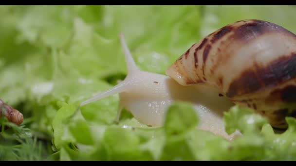 Ахата слимак повзає по листочку салату. — стокове відео