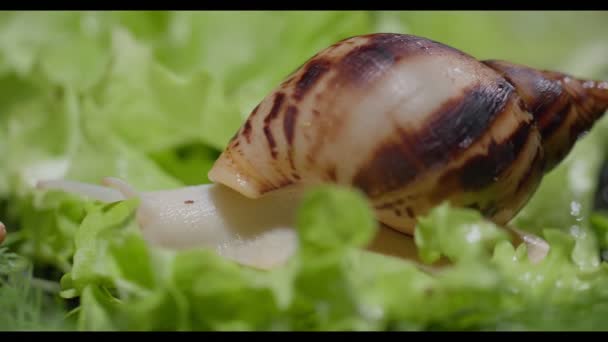 Ślimak akhata siedzi na liściu sałaty — Wideo stockowe