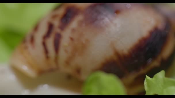 Akhata caracol senta-se em uma folha de alface — Vídeo de Stock