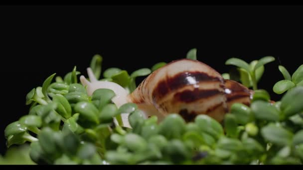 Riego microgreens en los que un caracol se sienta de cerca en cámara lenta — Vídeos de Stock