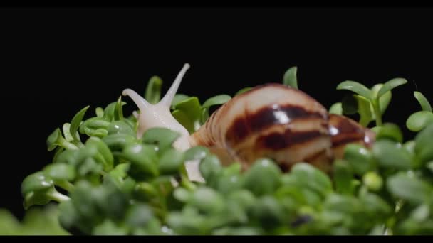 달팽이와 작은 초본에 물을 붓는다 — 비디오