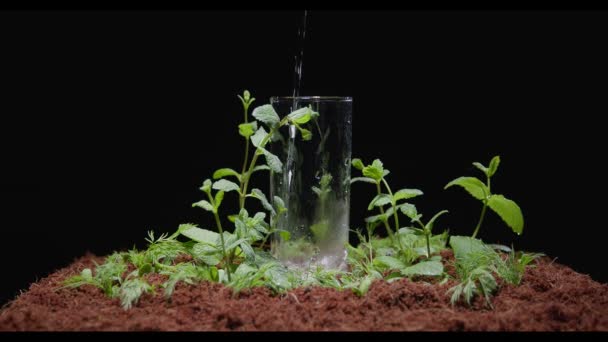 Woda jest wlewana do szklanki, która stoi na ziemi z roślinami — Wideo stockowe