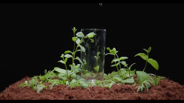 L'eau est versée dans un verre qui se tient sur le sol avec des plantes — Video