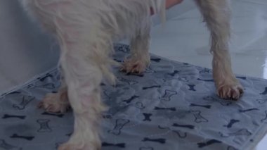 Küçük beyaz köpek bezine işiyor.