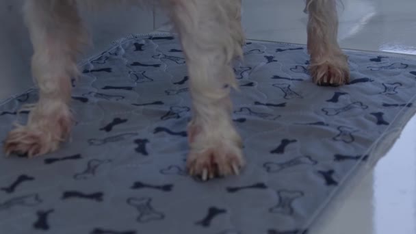 Wet small white dog pissing on diaper — Stock Video