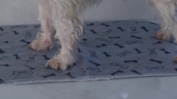 Mały biały pies sika na pieluchę — Wideo stockowe
