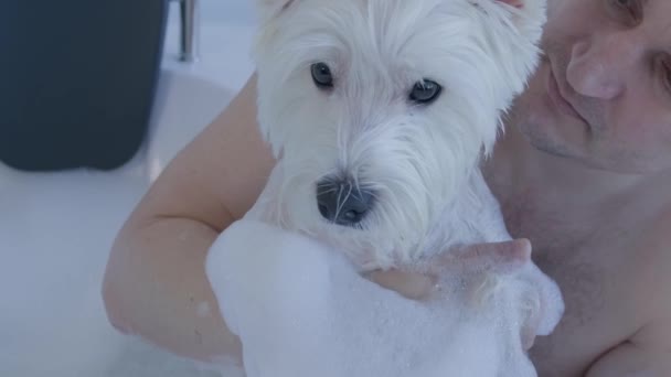 Homem que toma banho West Highland White Terrier cão em jacuzzi — Vídeo de Stock