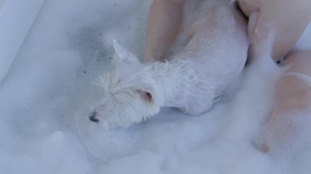 Batı Highland 'da banyo yapan adam dev jakuzide beyaz teriyer köpeği. — Stok video