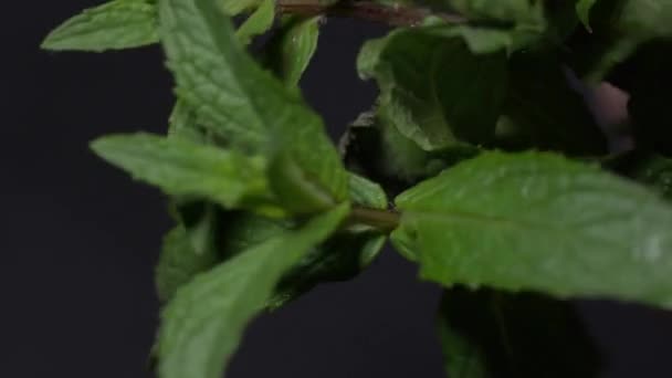 Organic wet fresh mint sprig — Stok video