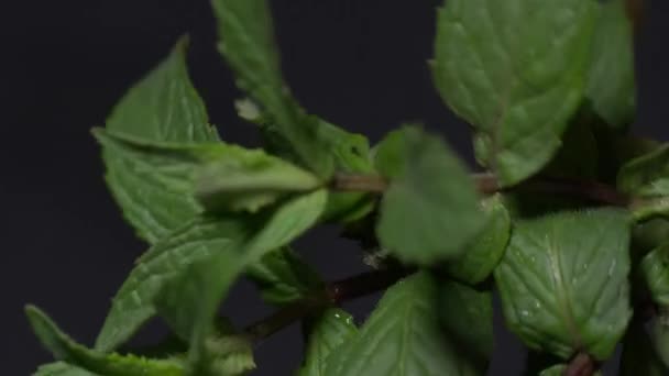 Organic wet fresh mint sprig — Video