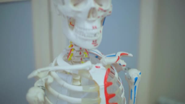 Ανατομική Ιατρική Τρισδιάστατο Μοντέλο Του Ανθρώπινου Σκελετού Για Την Οπτική — Αρχείο Βίντεο