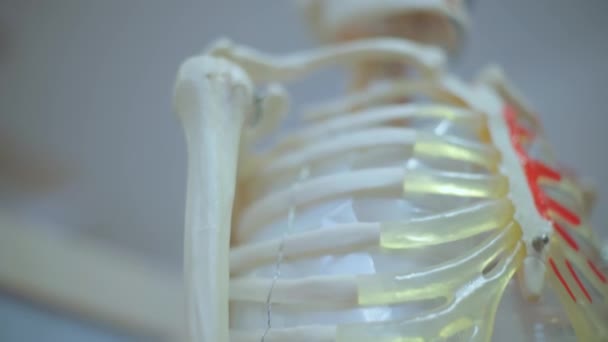 Ανατομική Ιατρική Τρισδιάστατο Μοντέλο Του Ανθρώπινου Σκελετού Για Την Οπτική — Αρχείο Βίντεο