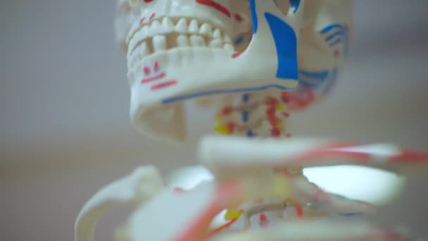 Анатомическая Медицинская Трехмерная Модель Человеческого Скелета Преподавания Визуальной Анатомии Фокус — стоковое видео