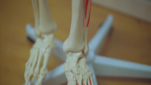 Modello Anatomico Medico Tridimensionale Dello Scheletro Umano Insegnamento Dell Anatomia — Video Stock