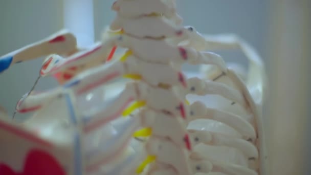 Anatómiai Orvosi Háromdimenziós Modell Emberi Csontváz Vizuális Anatómia Tanítás Fókusz — Stock videók