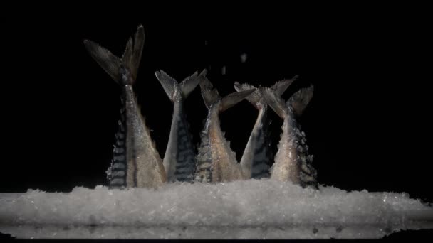 Frische Große Schwänze Von Makrelenfischen Stehen Kunstschnee Wie Einem Schaufenster — Stockvideo