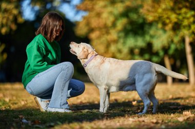 Genç bir esmer kadın sonbahar parkında büyük köpeğini beyaz labrador 'u gezdirip eğitiyor.