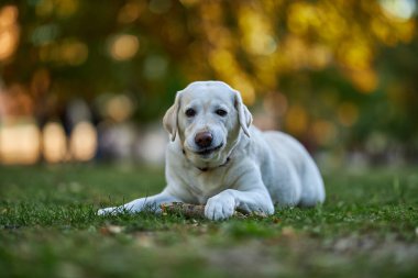 Safkan bir labrador ağaçtan bir dalla yeşil çimlerin üzerinde uzanıyor. Sonbahar parkında yürü... yatay çekim.