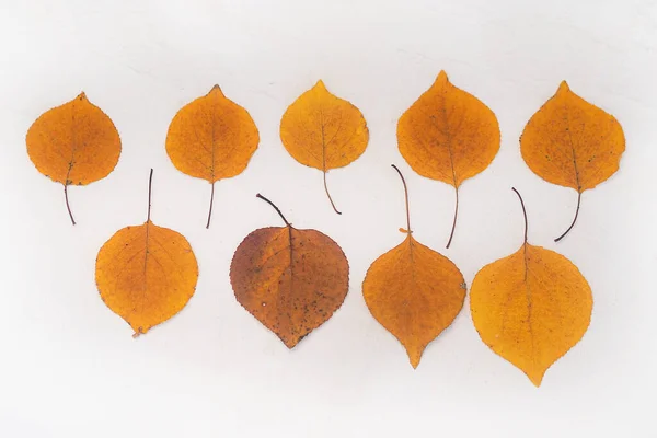 Composizione Flatlay autunno foglie gialle sfondo bianco rilievo. Primo piano — Foto Stock