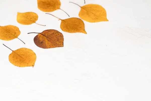 Flatlay composition autumn yellow leaves white relief background. Side view — Stock Photo, Image