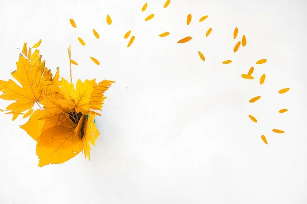 Плоский осенний белый фон букет желтый сухой акации кленовые листья — стоковое фото