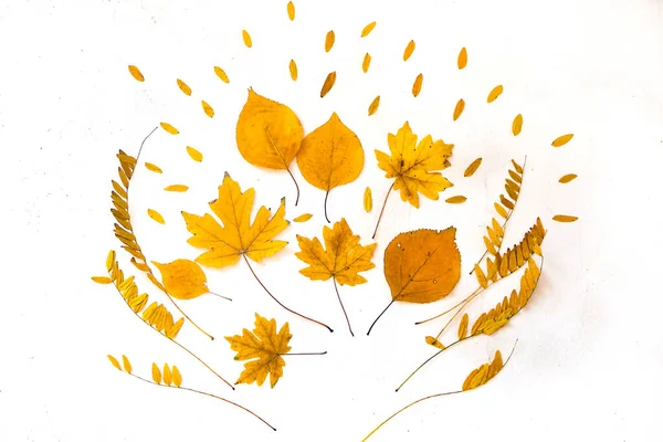 Σύνθεση φθινοπώρου μπουκέτο κίτρινο ξηρά φύλλα λευκό ανάγλυφο φόντο. Πλακέτα — Φωτογραφία Αρχείου