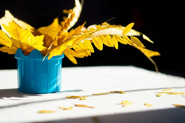 Herbst Hintergrund Strauß gelb trocken Akazienahorn Blätter blaue Vase hartes Licht — Stockfoto