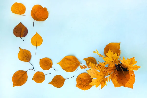 Flatlay text frame autumn background with bouquet yellow dry acacia maple leaves — Stock Photo, Image