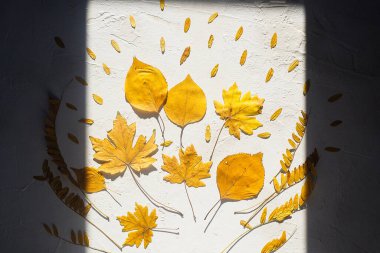 Sonbahar kompozisyonu çerçeveli gölge buketi sarı kuru yapraklar beyaz arkaplan