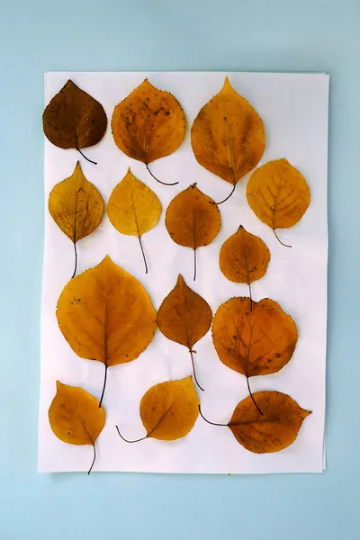 Плоский осенний гербарий сушеные оранжевые листья белой бумаги синий фон — стоковое фото