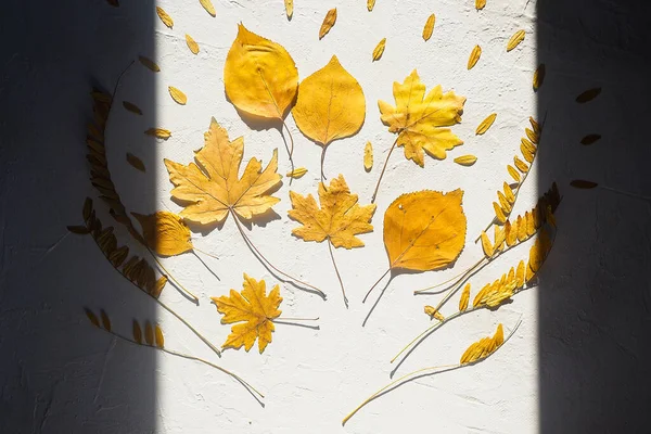 Autumn composition framed shadow bouquet yellow dry leave white background — Stock Photo, Image