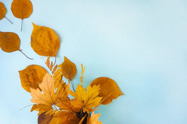 Flatlay cornice di testo autunno fondo bouquet giallo acacia secca e acero foglie — Foto Stock