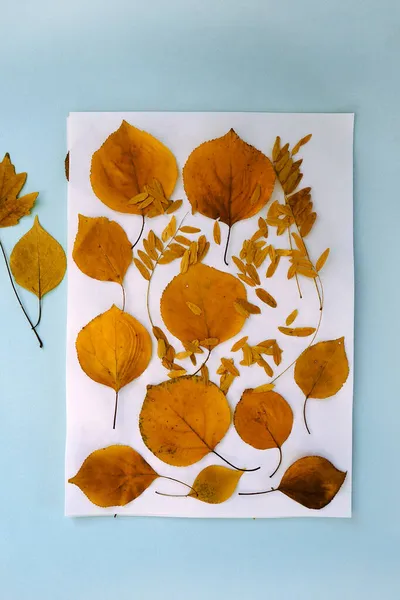 Flatlay autumn herbarium dried orange leaves white paper blue background — Stock Photo, Image