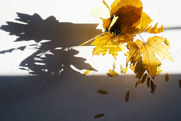 Flatlay toamna alb fundal buchet galben uscat acacia și frunze de arțar — Fotografie, imagine de stoc
